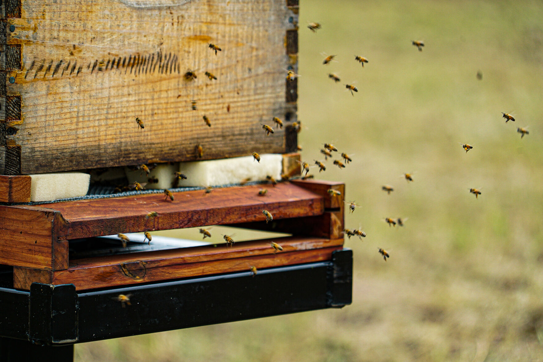 09252020_tmt_news_hawkins_bees_9.jpg
